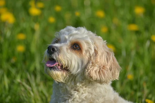 Küçük beyaz bir köpek — Stok fotoğraf