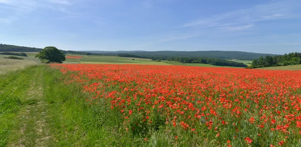 Landschaft mit Mohn — Stockfoto