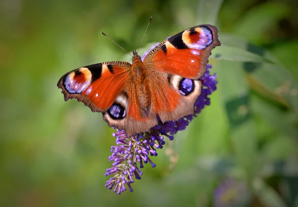 Papillon en gros plan — Photo
