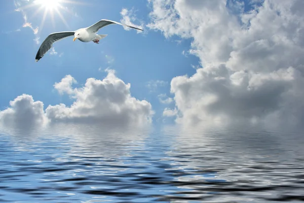 Seagull — Stock Photo, Image