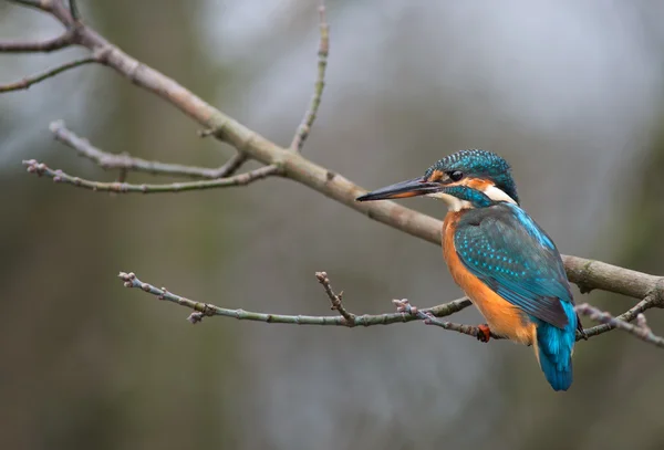 Ijsvogel — Stockfoto