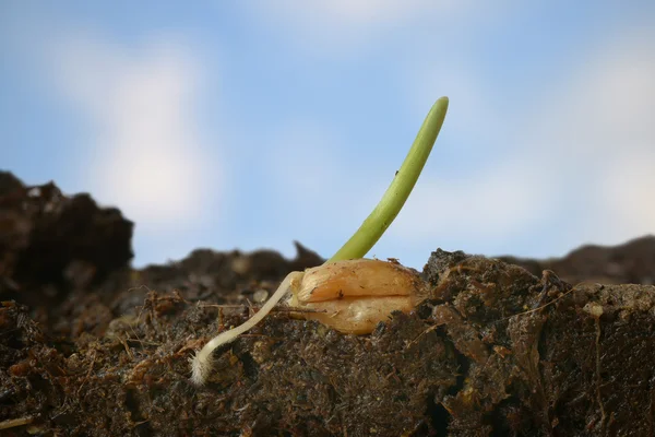 Wheat seedling Royalty Free Stock Photos