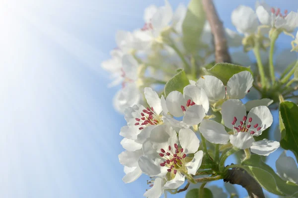 Flores de pera en primavera —  Fotos de Stock