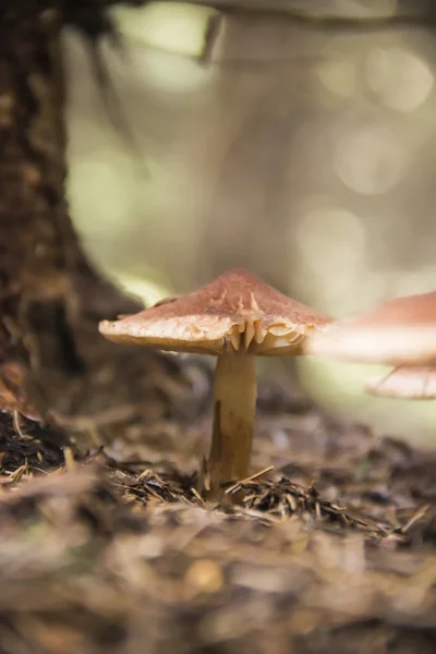 Mushrooms — Stock Photo, Image