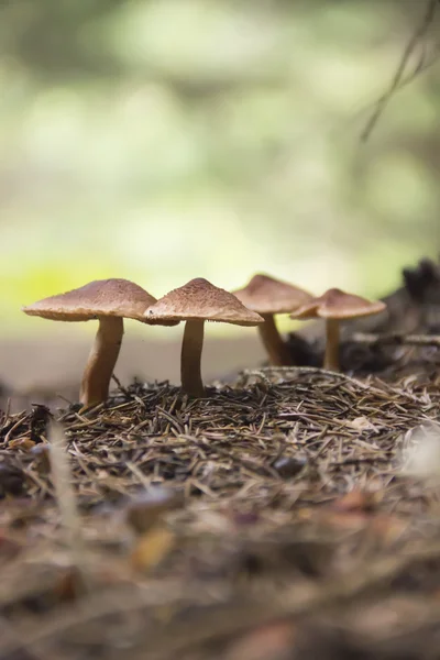 Mushrooms — Stock Photo, Image