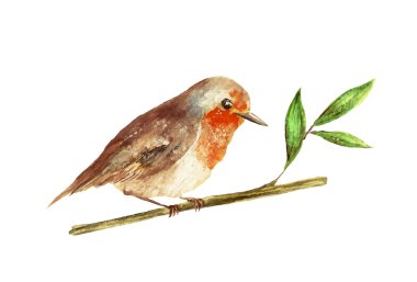 Suluboya robin kuş