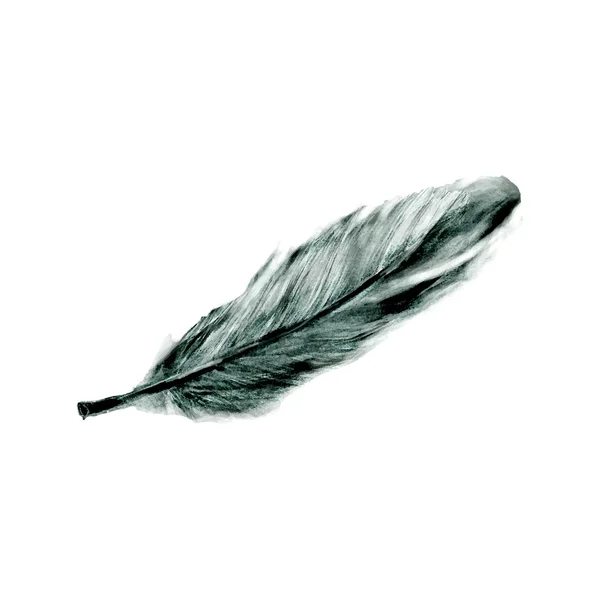 Hand drawn feather — Stock Vector