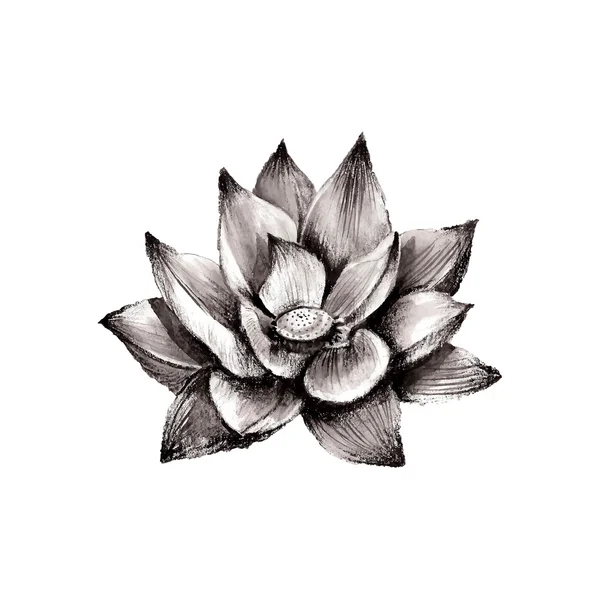 Flor de loto dibujada a mano — Vector de stock