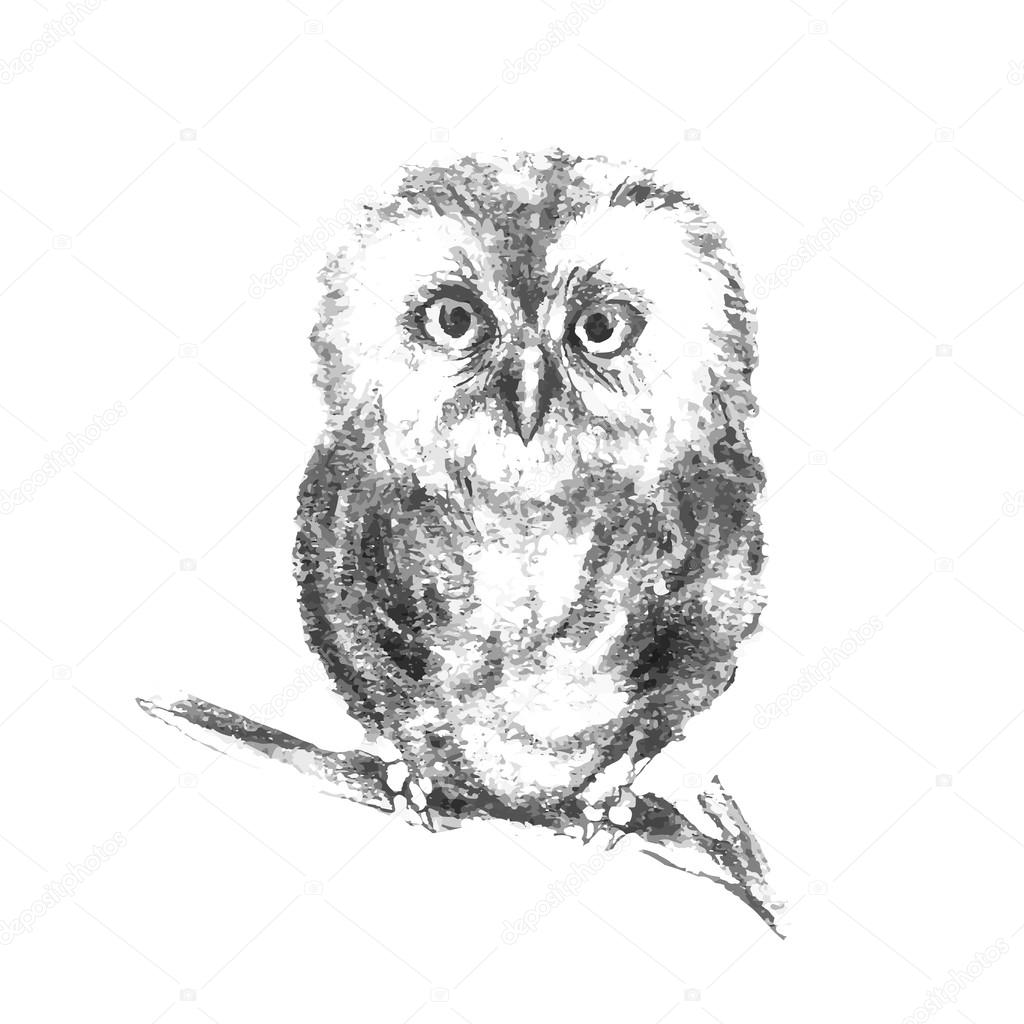 Hand drawn gray owl