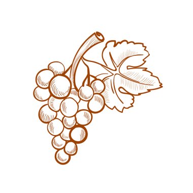 hand drawn grapes, doodle style