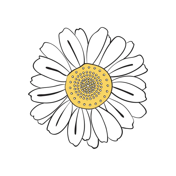 Hand drawn daisy — Stock Vector