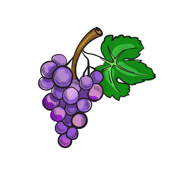 Uvas de rabiscos desenhadas à mão — Vetor de Stock