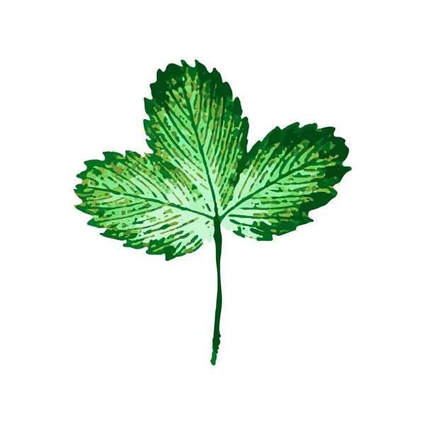 Grün graviertes Erdbeerblatt — Stockvektor