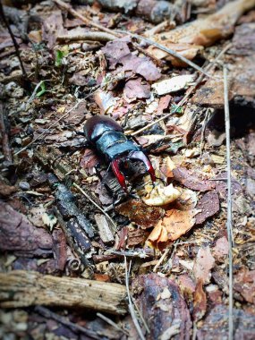 Geyik Böceği (Latince: Lucanus cervus), erkek geyik familyasından bir böcektir. Avrupa 'da bulunan en büyük böcektir..
