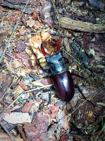 Geyik Böceği (Latince: Lucanus cervus), erkek geyik familyasından bir böcektir. Avrupa 'da bulunan en büyük böcektir..