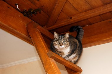 Ahşap merdiven üzerinde kedi