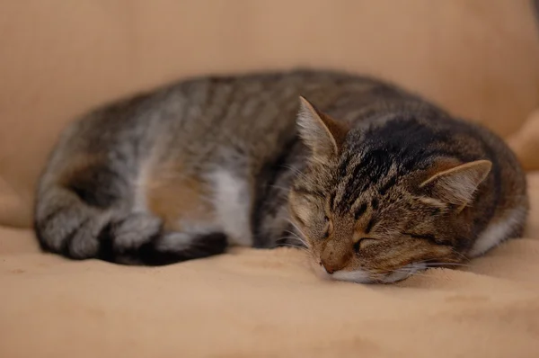 Cat fast asleep — Stock Photo, Image