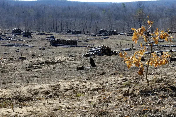 Sonra ateş ve kesme çam ağacının boş orman glade