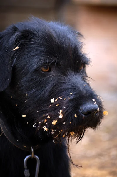 Alman ibre köpek yavrusu