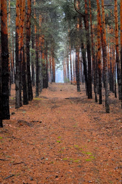 Glade ıslak kırmızı çam ağaçları içinde