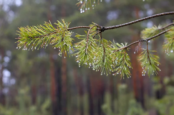 Çam fışkın iğne falan batmazdı su damlaları