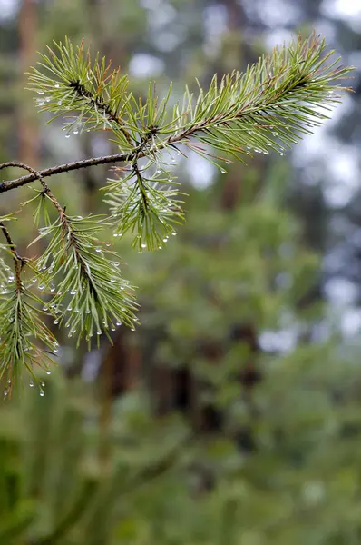 Çam fışkın iğne falan batmazdı su damlaları