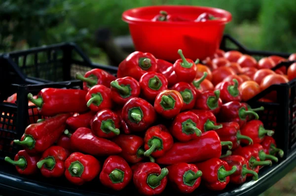 Tatlı kırmızı biber