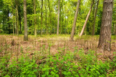 İngiltere 'de güneşli bir günde İngiliz ormanında yeni eğreltiotu filizlenir..