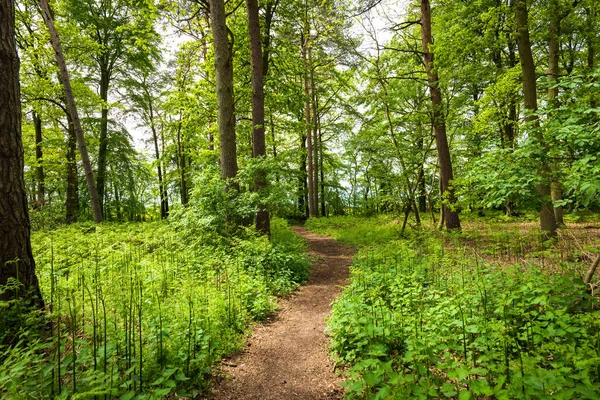 empty forest path on sunny day in england uk.