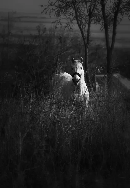 Bílý kůň — Stock fotografie