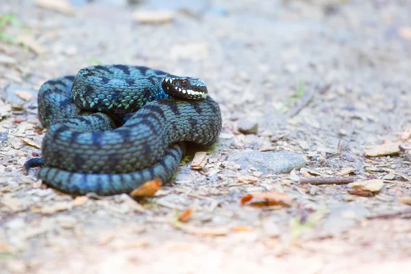 Common european adder — Stock Photo, Image