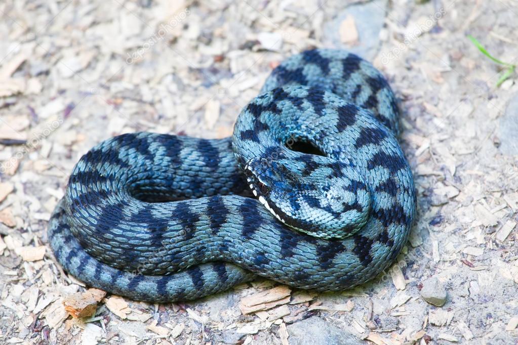 Common european adder