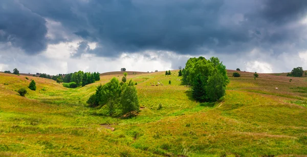 Корів, котрі пасуться в горах Semenic — стокове фото