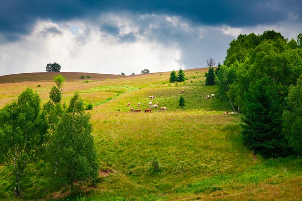 Mucche al pascolo nelle Montagne Semeniche — Foto Stock