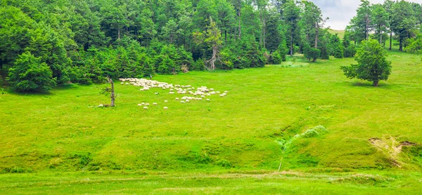 羊群在 Semenic 山 — 图库照片