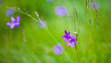 Çan çiçeği abietina