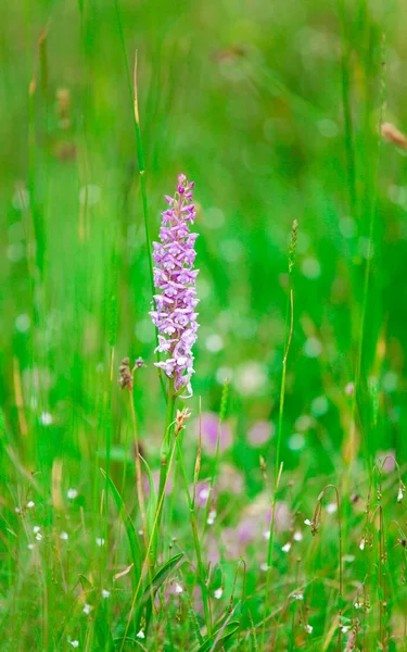 Gymnadenia conopsea — Zdjęcie stockowe