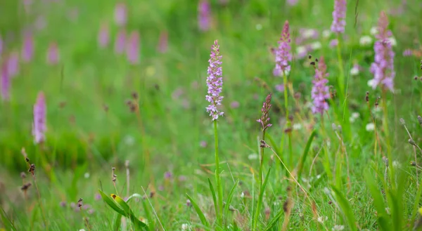 Gymnadenia conopsea — Stock fotografie