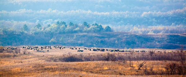 Troupeau de moutons — Photo