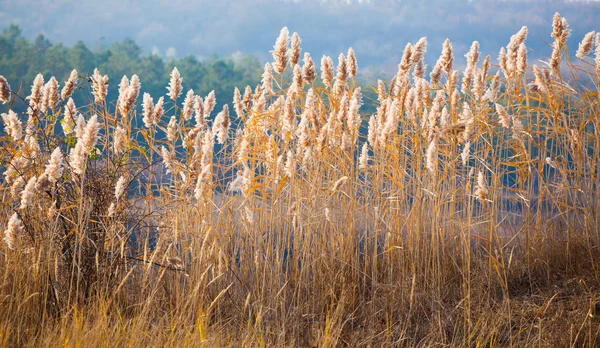 Autumn sun through reed — Stock Photo, Image