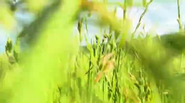 Yazın uzun yeşil çimlerin arasından geçen kameralı video..