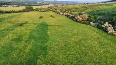 Yaz aylarında Romanya 'nın Iasi kenti yakınlarındaki Dobrovat açıklıklarının insansız hava aracı görüntüsü, orman ağaçlarının tepelerini ve sıcak akşam ışığında açık bir çayırı gösteriyor..