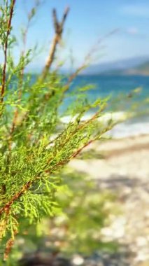 Yunanistan 'ın orta kesimindeki Korint Körfezi' ne bakın. Skaloma köyü ve plajından ele geçirildi. Çakıl taşlı sahilde güneşli bir gün..