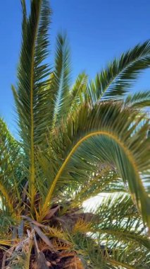 Baharda Yunanistan 'ın Chalkidiki kentindeki Nea Moudania yakınlarında Portaria Plajı. Pan bir palmiye ağacından sahile ve Ege denizine doğru hareket eder..