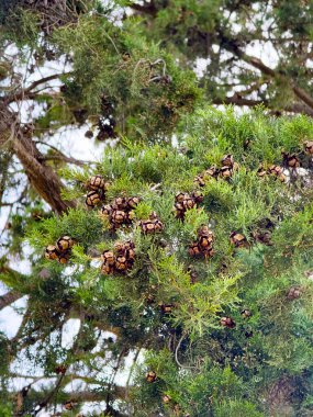 Akdeniz selvi ağacı ve yoğun yeşil yapraklar arasında olgun tohum konileri. Güneş ışığında desenli kahverengi koniler ve yeşil dalları gösteren yakın çekim sahnesi. Yunanistan ve Güney Avrupa 'da yaygın olan Tipik Akdeniz bitkisi.