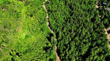 Pasul Bicaz 'ın (Pngrai) 1,257 metre yükseklikteki hava aracı videosu, Romanya' nın Karpat Dağları 'nda, sarmal bir dağ yolu, çam ormanları, yaz yeşilliği ve güneşli bir günde dağınık bulutları gösteriyor..