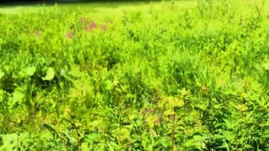 Romanya 'nın Harghita İlçesi' nde Lacu Rou olarak da bilinen Kızıl Göl manzarası, sakin bir yaz gününde suların, sualtı ağaç gövdelerinin ve çam ormanlarının çevresini gösteriyor..