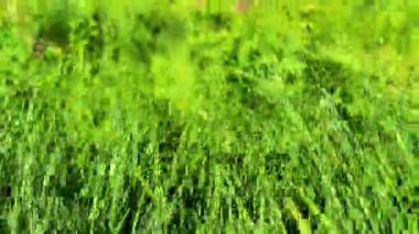 Romanya 'nın Harghita İlçesi' nde Lacu Rou olarak da bilinen Kızıl Göl manzarası, sakin bir yaz gününde suların, sualtı ağaç gövdelerinin ve çam ormanlarının çevresini gösteriyor..