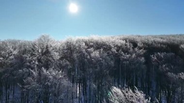 Romanya 'nın Iasi ilinin Dobrovat Ormanı' nda tamamen kristal buzla kaplı ağaçların insansız hava aracı görüntüsü, açık mavi gökyüzü altında cam gibi bir kış manzarası yaratıyor..