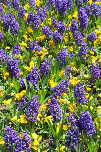 Blue hyacinth and red tulips — Stock Photo, Image